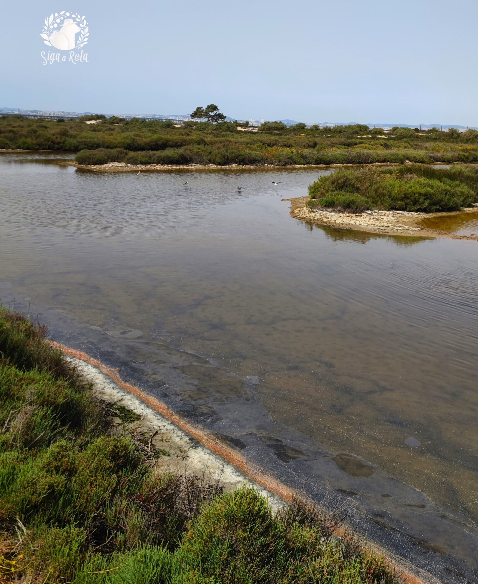Vista das Salinas do Samouco com flora e fauna locais, incluindo aves e áreas de preservação ecológica.