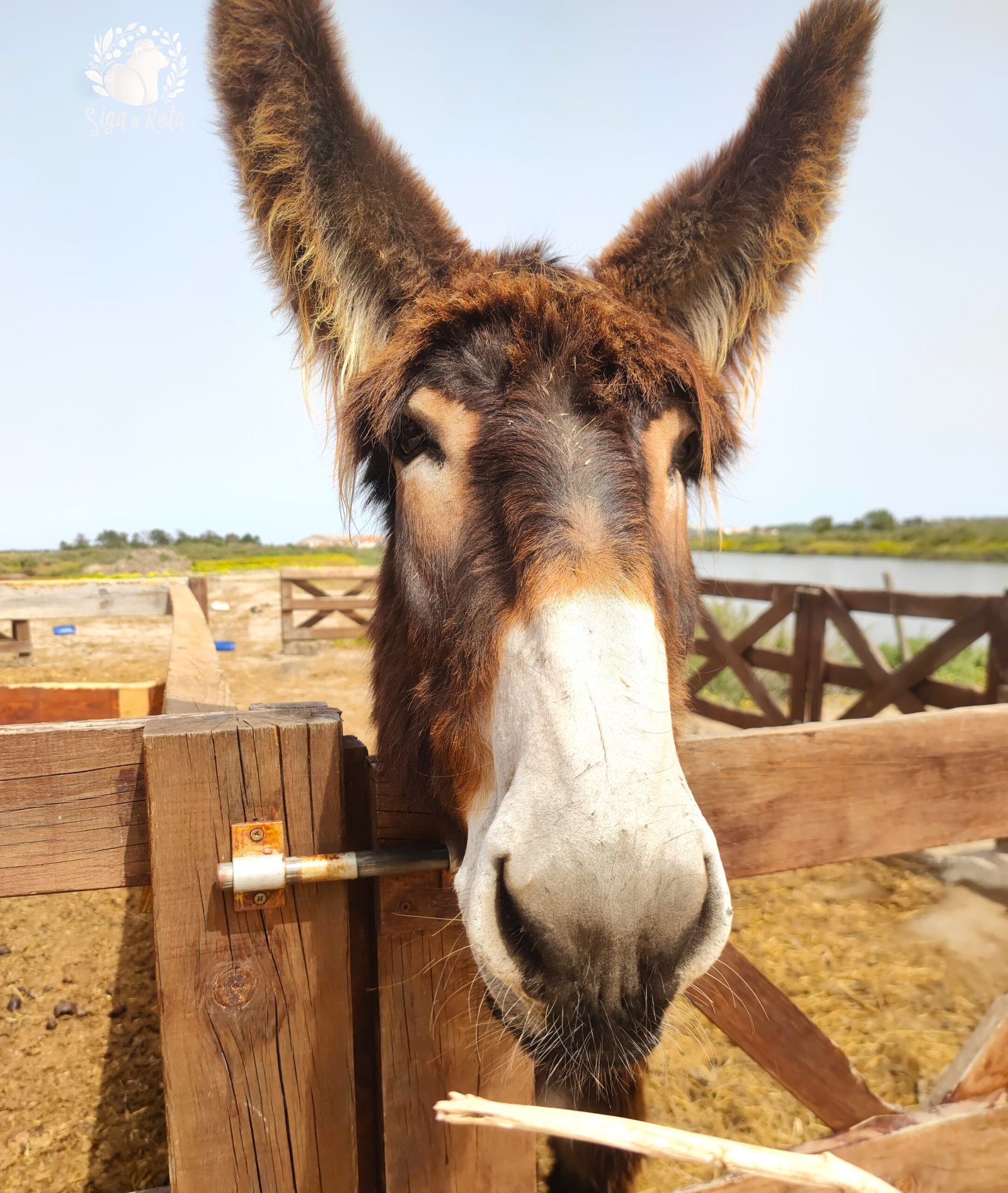 Burro pastando nas Salinas do Samouco, contribuindo para o ecossistema local.