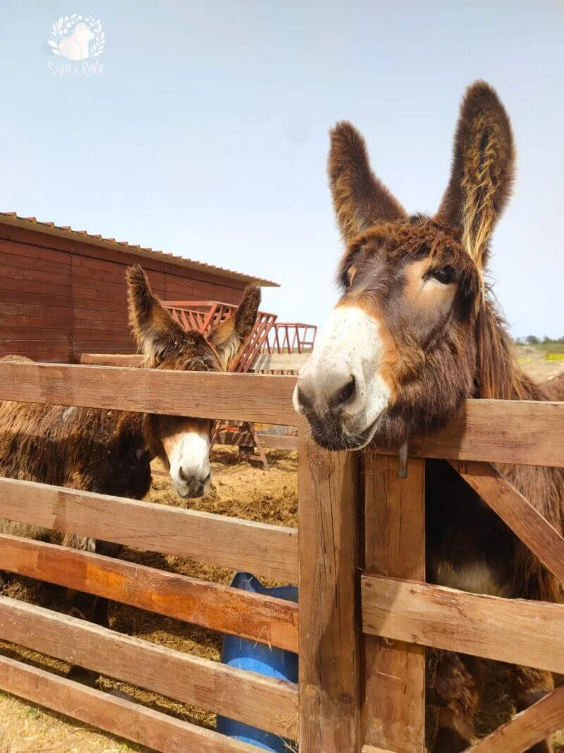 Burro ao lado das trilhas nas Salinas do Samouco, cenário ideal para amantes da natureza e da fauna portuguesa.