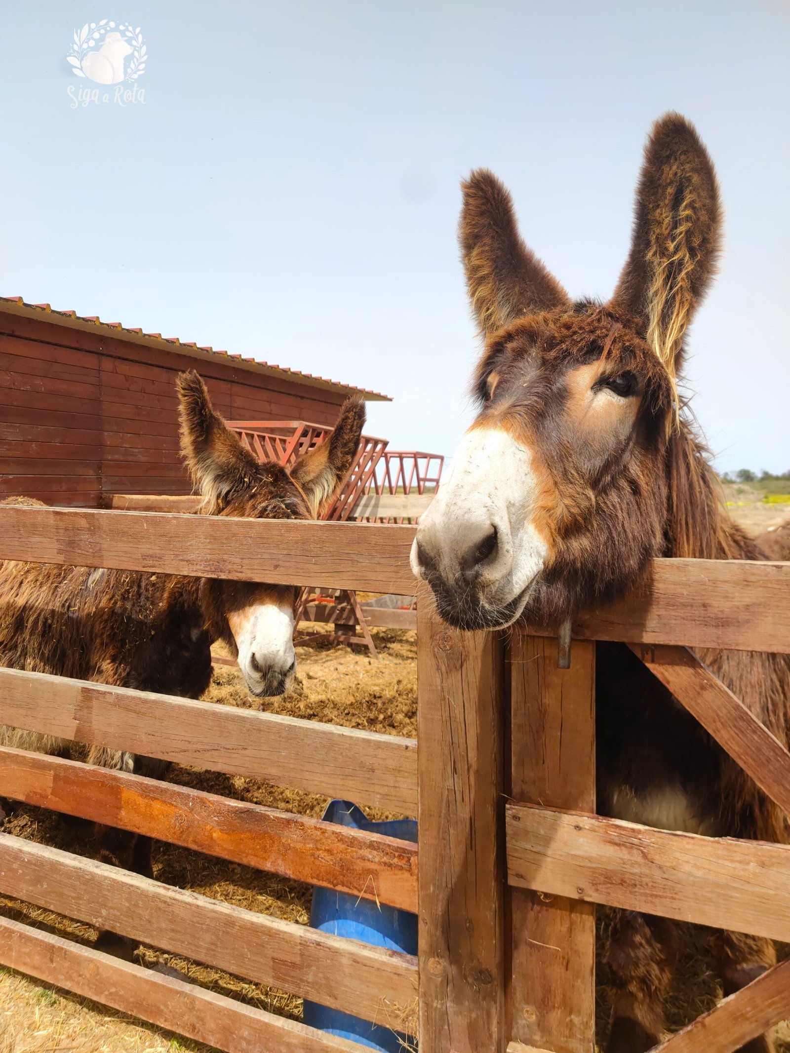 Burro ao lado das trilhas nas Salinas do Samouco, cenário ideal para amantes da natureza e da fauna portuguesa.