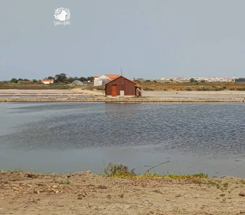 Flamingos no habitat natural nas Salinas do Samouco, com lagoas refletindo as aves em um cenário tranquilo.