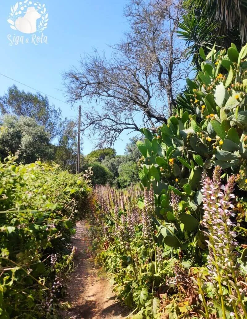 Diversidade de flora e fauna no Parque Florestal de Monsanto