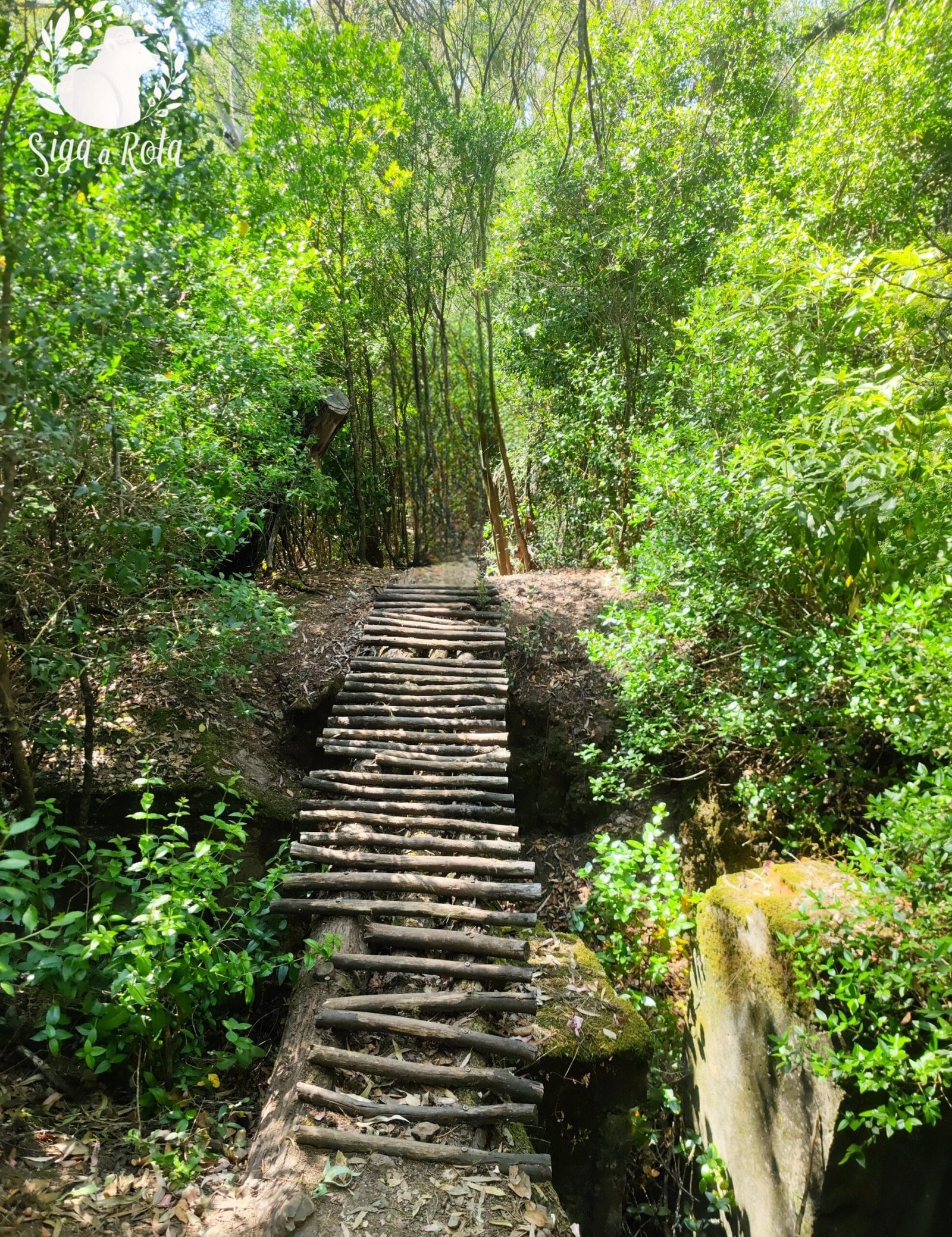 Trilhas do Parque Florestal de Monsanto