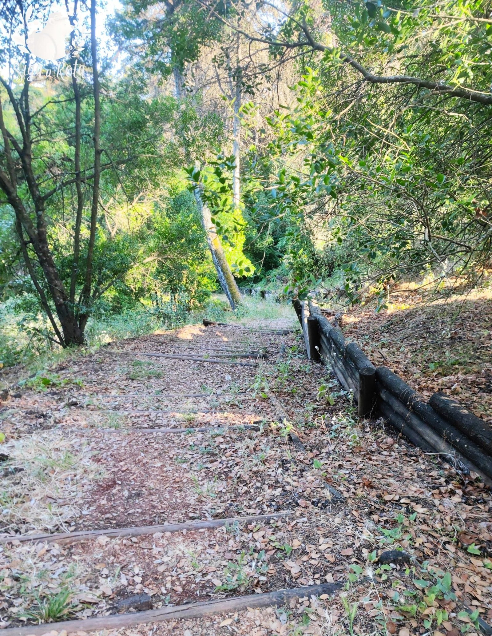 áreas de piquenique no Parque Monsanto