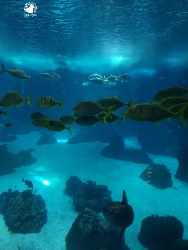 Famílias explorando as exposições do Oceanário de Lisboa