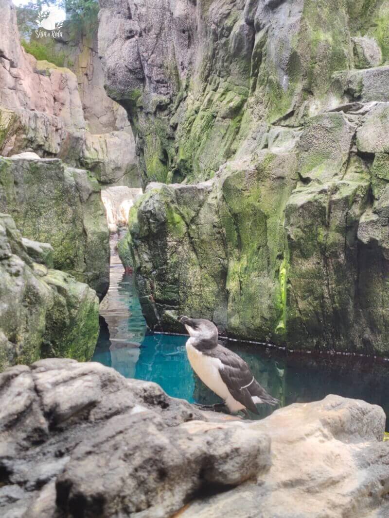Pinguins nadando no Oceanário de Lisboa, uma das atrações mais populares.