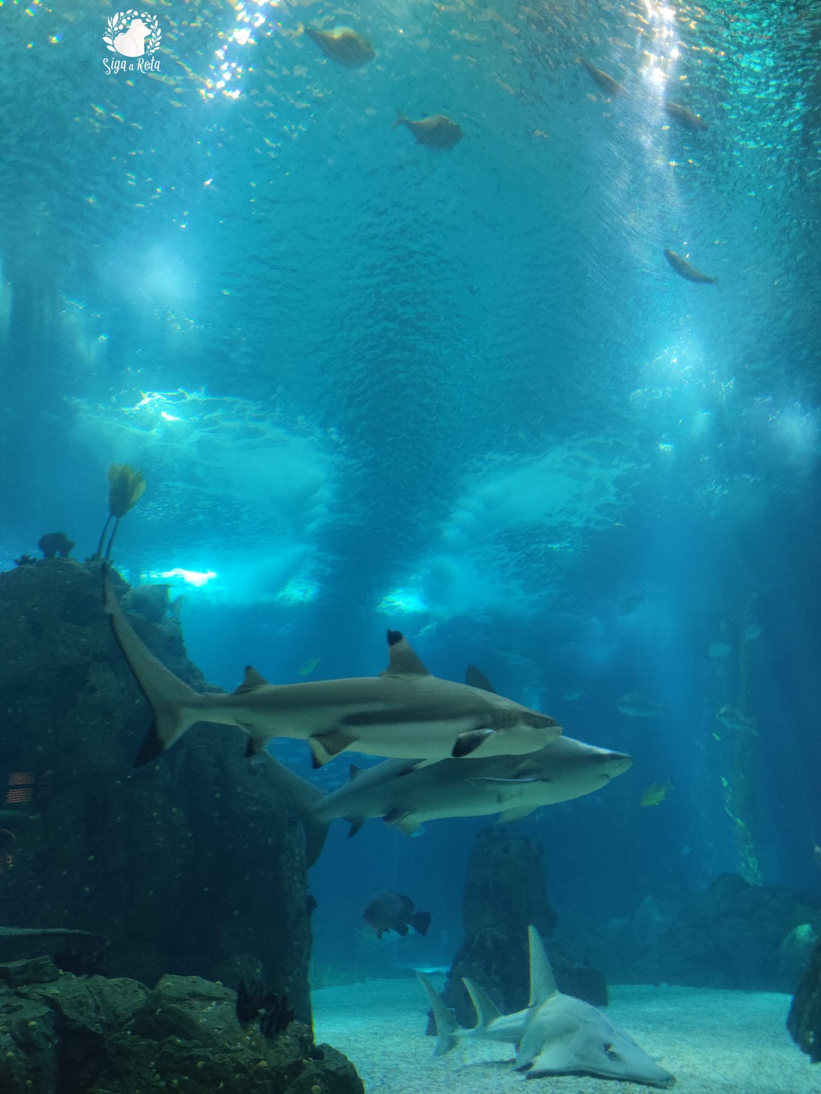 Oceanário de Lisboa: Um Guia Completo!