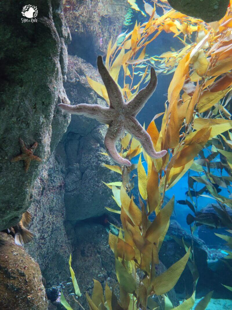 Estrelas do mar coloridas em uma das exposições do Oceanário de Lisboa