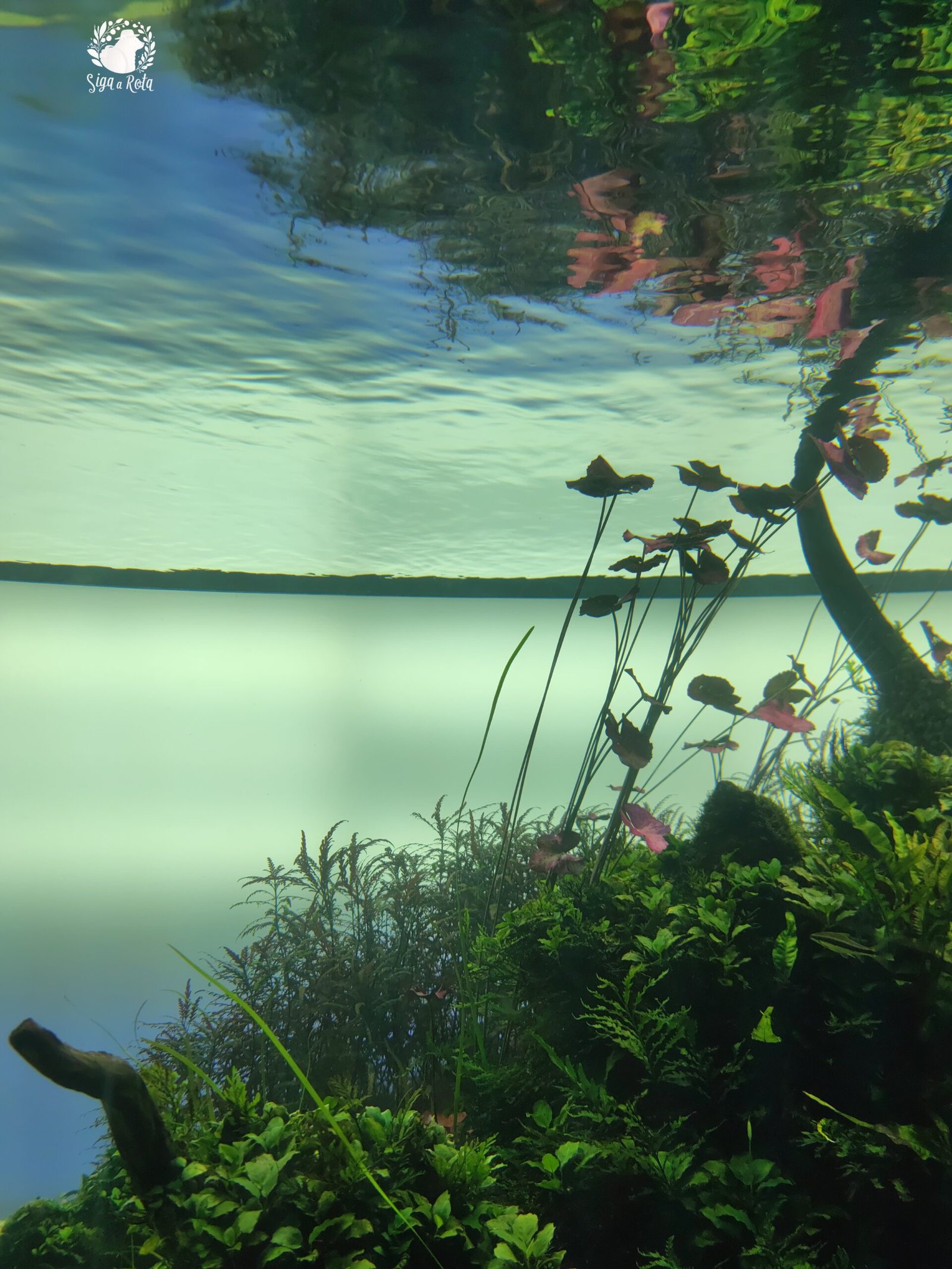 Aquário de plantas aquáticas no Oceanário de Lisboa, exibindo a biodiversidade dos ecossistemas marinhos.