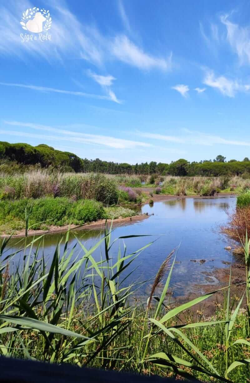 Ponto de observação no Observatório de Aves da Lagoa Pequena em meio a vegetação