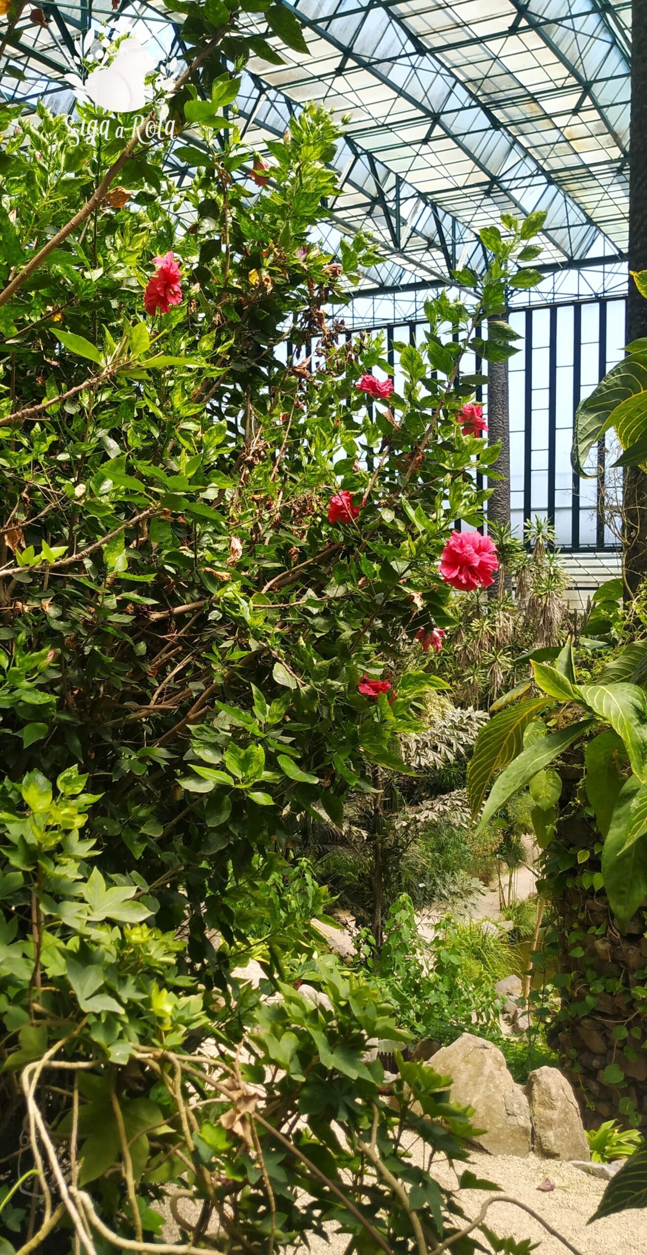 Descubra a Magia Verde da Estufa Fria de Lisboa: Um Oásis no Coração da Cidade