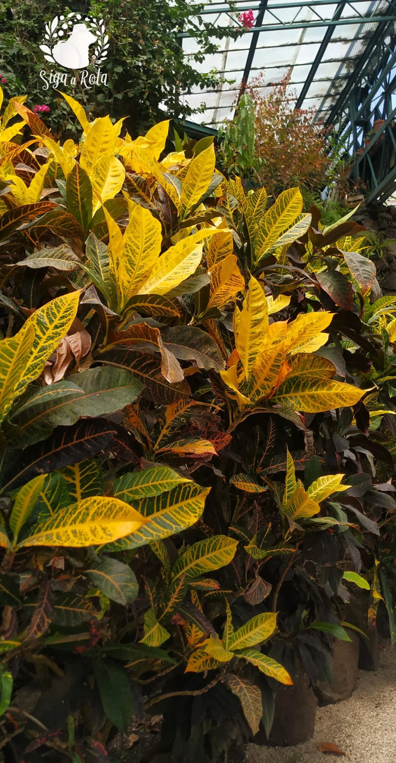 Palmeiras e plantas tropicais exuberantes na Estufa Quente de Lisboa.