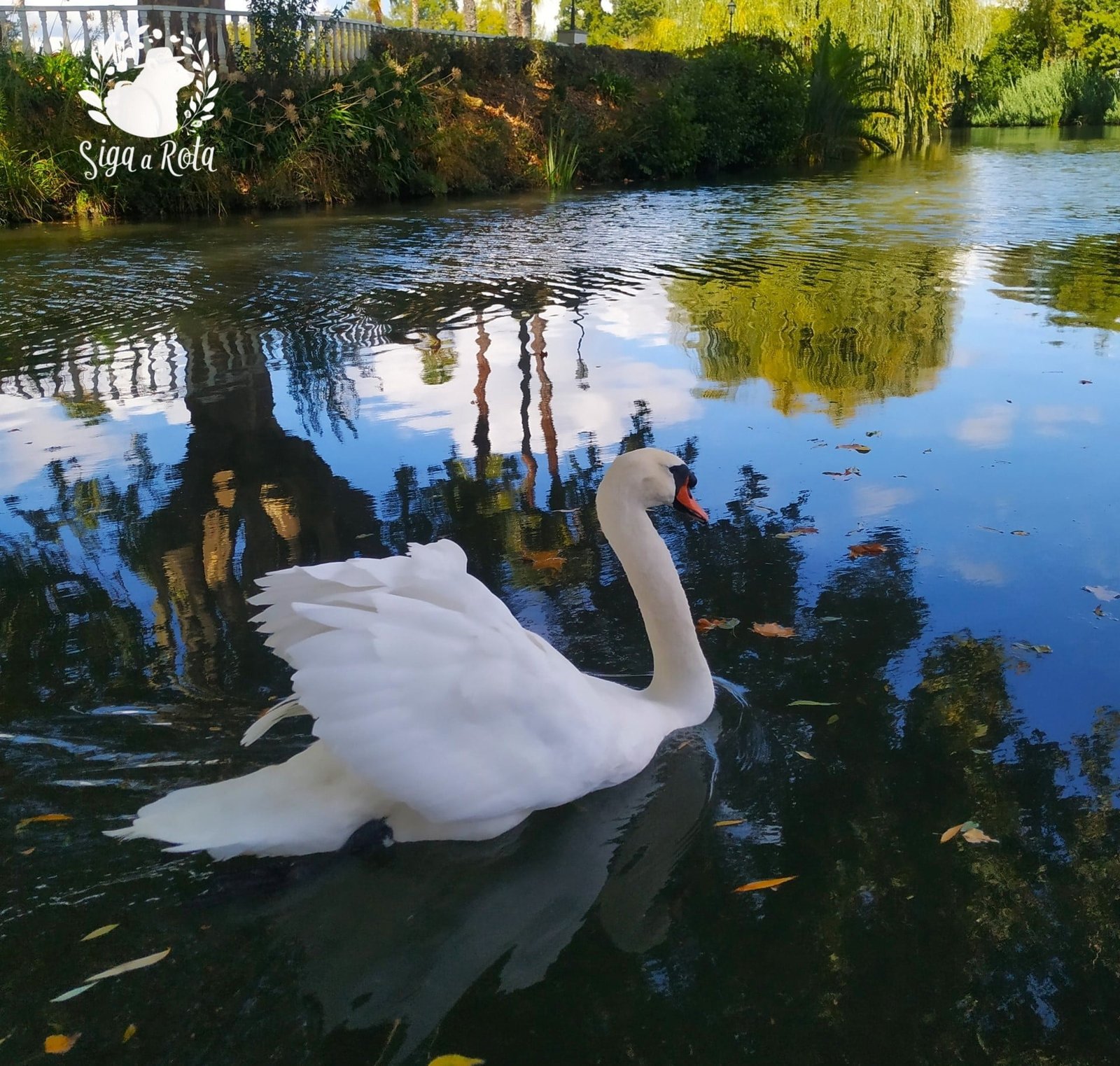 Cisne nadando no lago do Parque do Mouchão, em Tomar, com vegetação ao redor e tranquilidade do ambiente natural