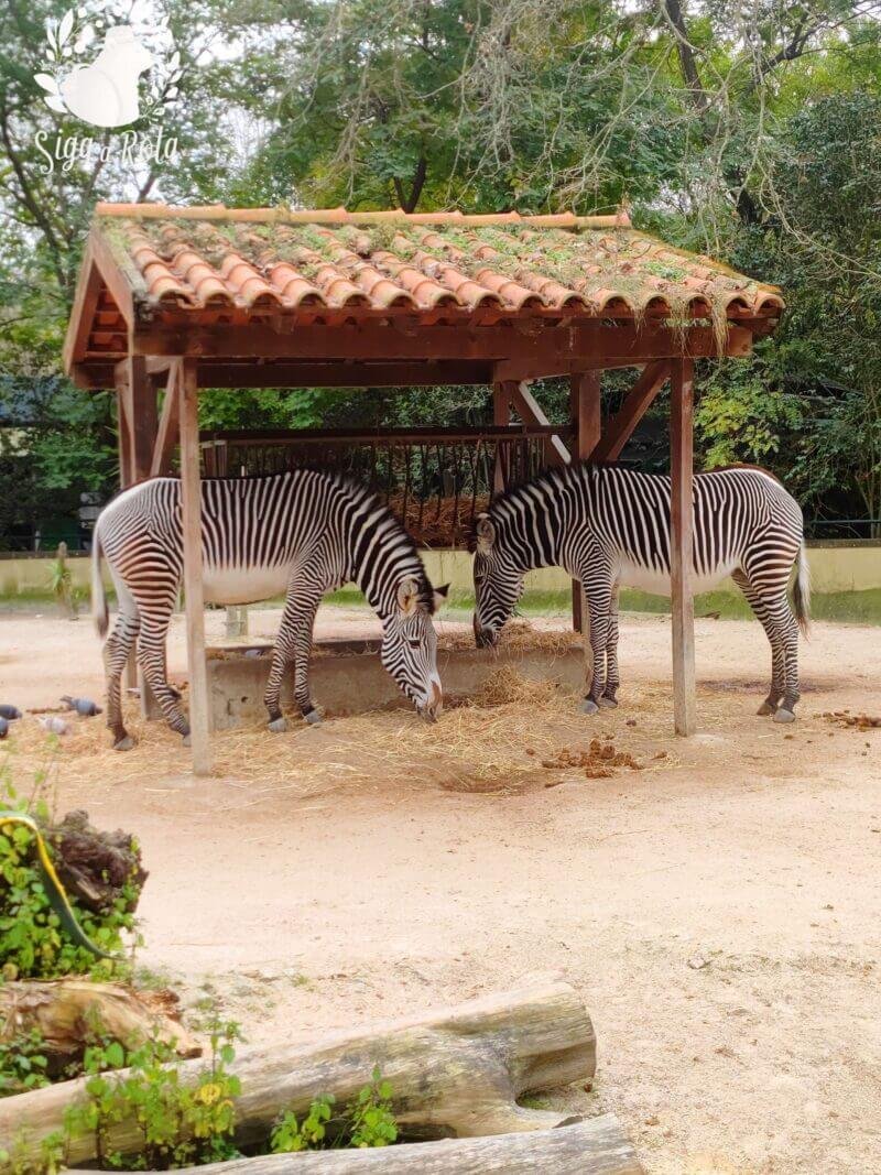 Zebras interagindo entre si na área da Savana Africana.