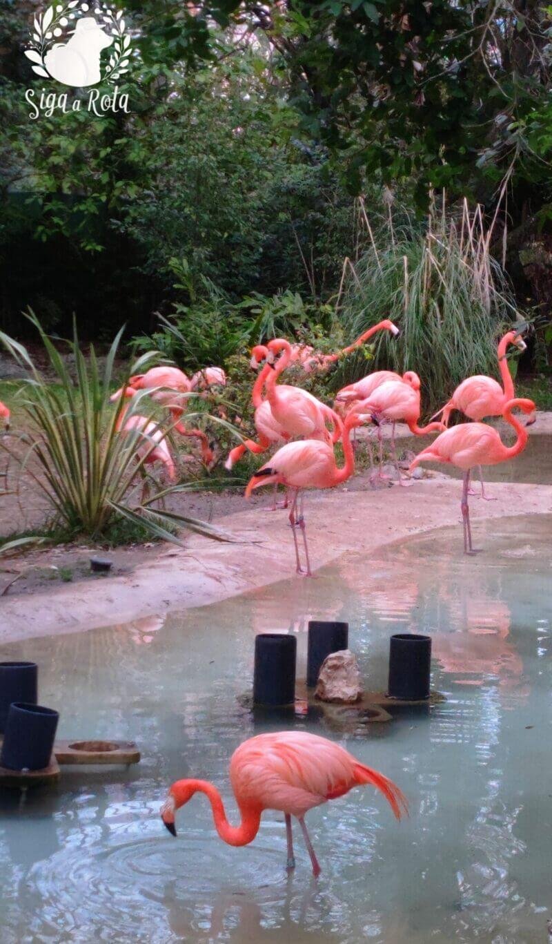 "Grupo de flamingos rosados em lago no Jardim Zoológico de Lisboa."