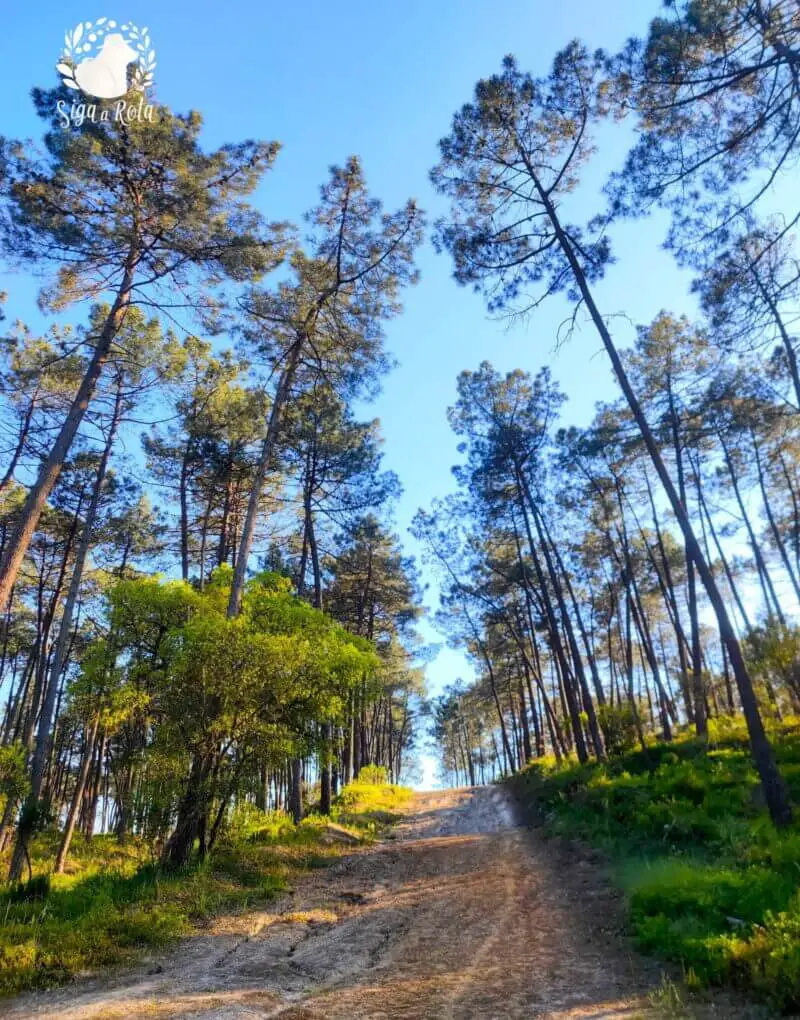 Visitantes caminhando pelas trilhas da Mata Nacional da Machada, em uma atividade ao ar livre