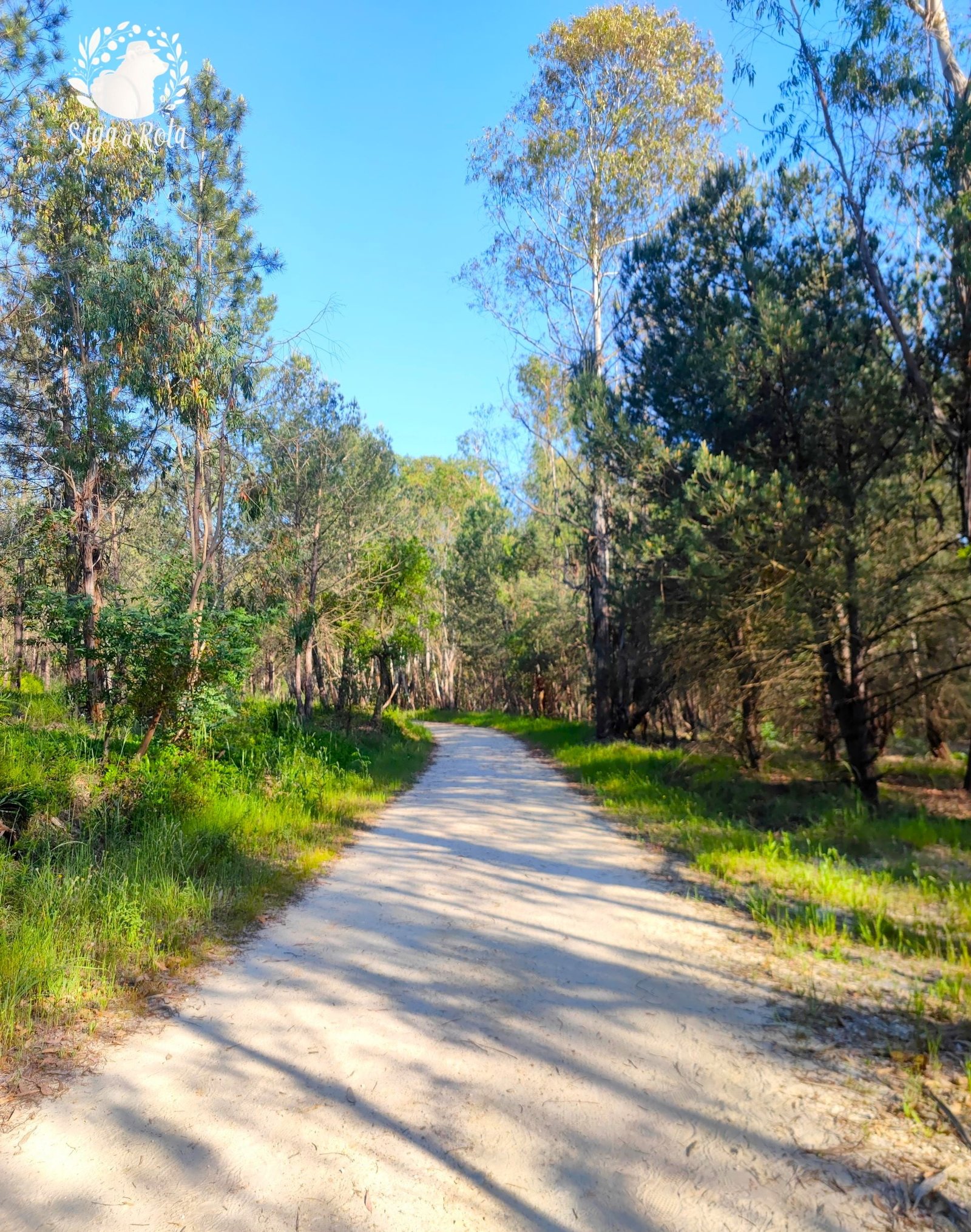 Floresta densa da Mata Nacional da Machada, essencial para a preservação ecológica no Barreiro