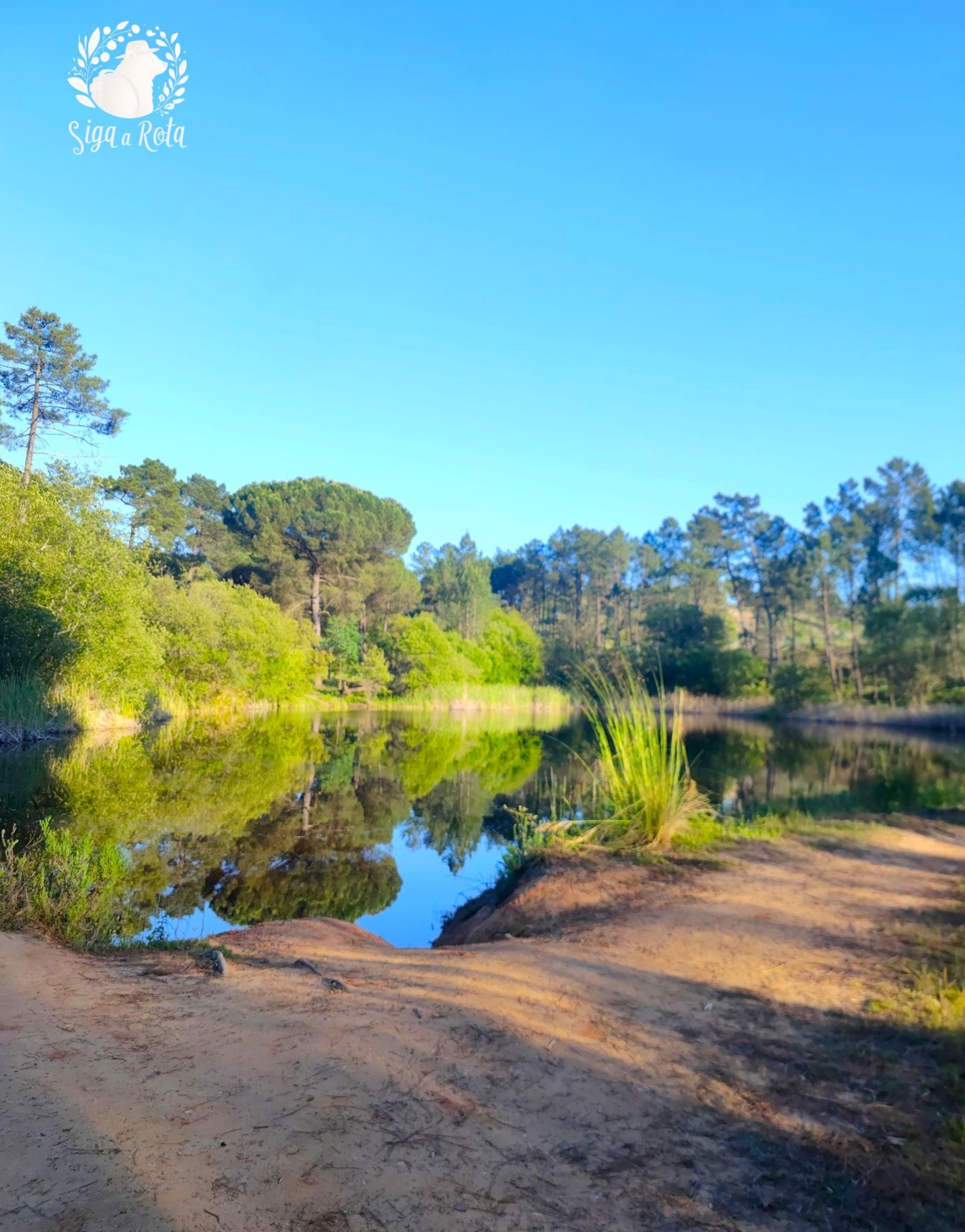 Árvores e vegetação que cercam o lago, criando um ambiente natural e relaxante