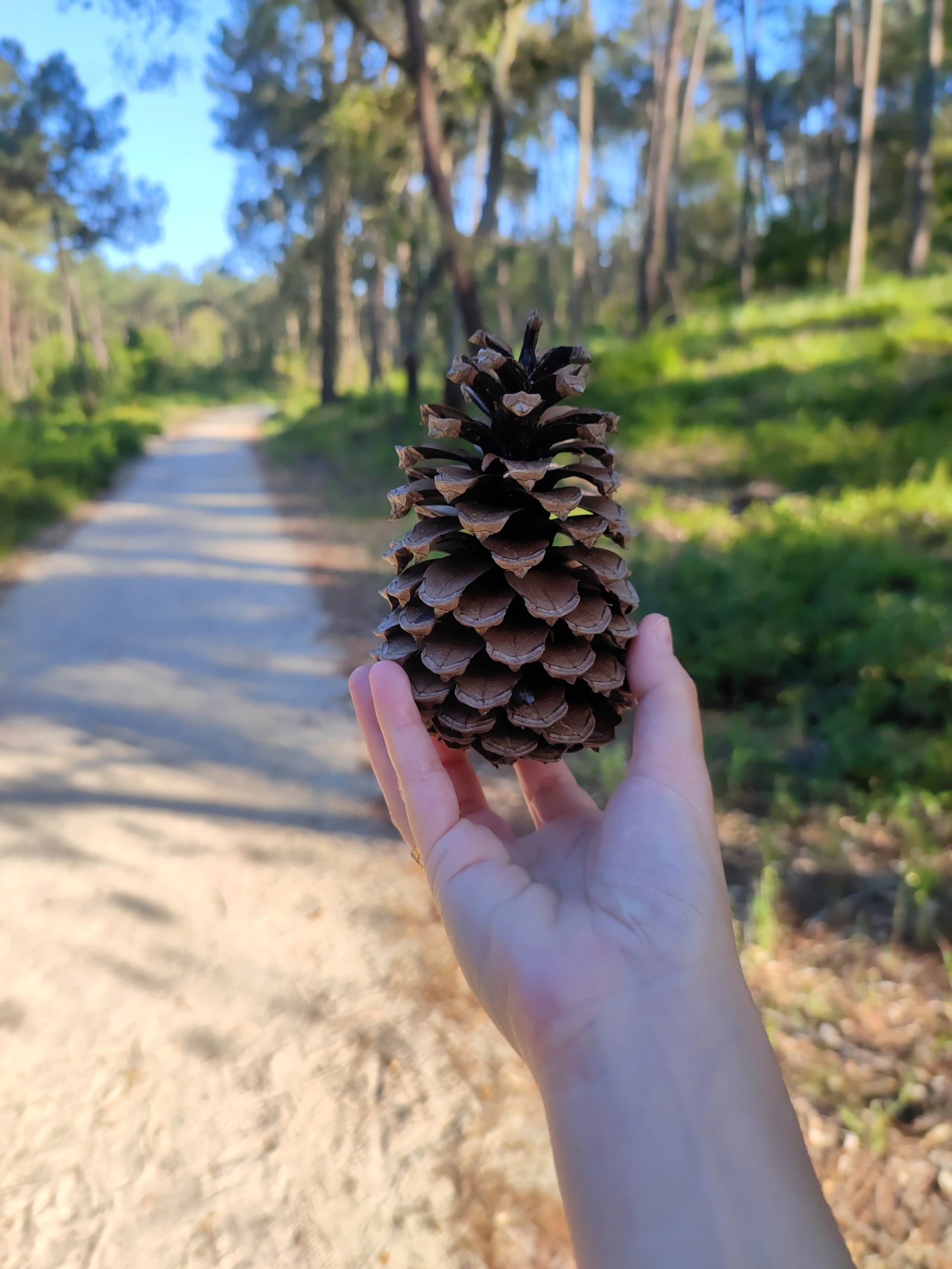 Trilha rodeada por árvores altas, convidando para um passeio em meio à natureza