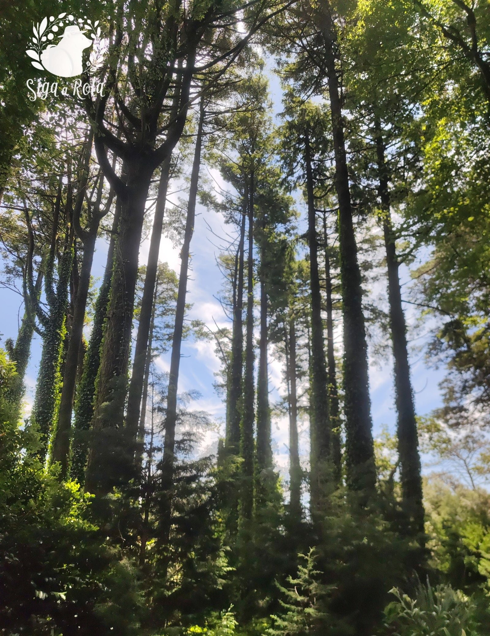 Caminho entre árvores e plantas no jardim do Palácio Nacional da Pena em Sintra, Portugal.