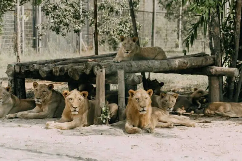 Leão em seu habitat natural no Jardim Zoológico de Lisboa.