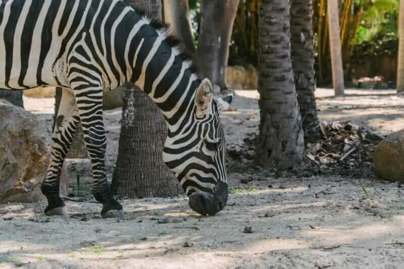 Zebras interagindo entre si na área da Savana Africana.