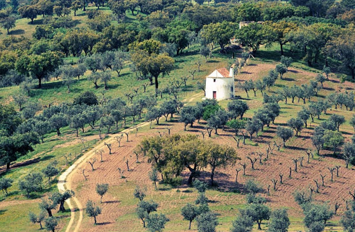Tenda montada em uma vasta planície no Alentejo, oferecendo uma experiência de camping tranquila e autêntica.