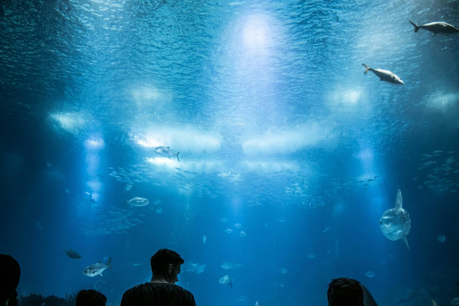 Famílias explorando as exposições do Oceanário de Lisboa